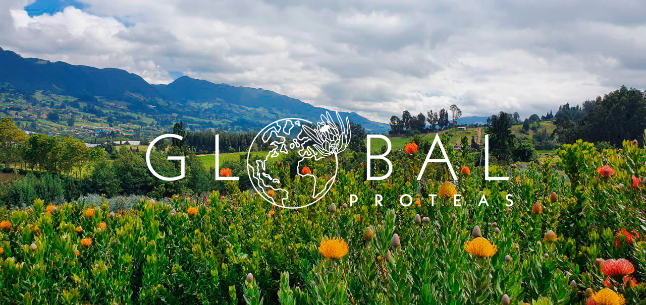 Global Proteas
